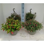 Fuchsia mixed trolley 25cm