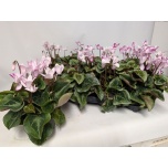 Cyclamen pers small flower metis envol 10,5cm