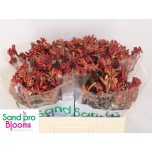 Anigozanthos Kängurukäpp Bush Coral 50cm