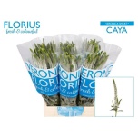Veronica Smart Caya 50cm