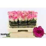 Roos 60cm Malibu