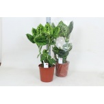 Dieffenbachia Diifenbahhia reflector 24cm