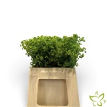 Alchemilla Kortsleht 45cm