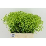 Alchemilla Robustica 65cm