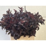 Physocarpus diabolo Põisenelas 60cm