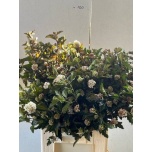 Physocarpus diabolo 70cm
