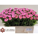 Callistephus Aedaster Mats Pink 50cm