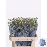 Delphinium Kukekannus Centurion Skyblue 60cm