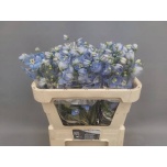 Delphinium Kukekannus Centurion Skyblue 70cm