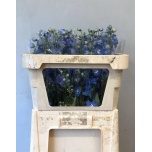 Delphinium Kukekannus Centurion Skyblue 70cm