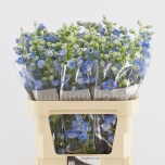Delphinium Kukekannus Centurion Skyblue 80cm