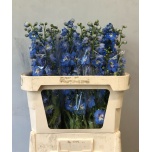 Delphinium Kukekannus Centurion Skyblue 80cm