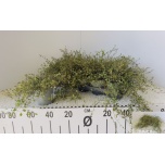Muehlenbeckia Ronitatar complexa maori 12cm