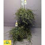 Muechlenbeckia Ronitatar Complexa Maori 22cm