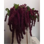 Amaranthus Rebashein Rosary 70cm