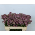 Astrantia Rosita 55cm