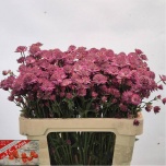 Astrantia Rosita 55cm