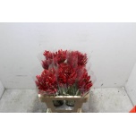 Nerine Lydia 50cm