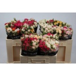 Kobarroos 50cm mix rainbow mixbunch (Sunrise)