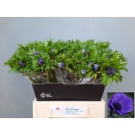 Anemone Ülane Mar Blue