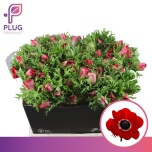 Anemone Ülane Mar Red 45cm