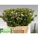 Spiraea Enelas Snowmound 60cm (tk)*5