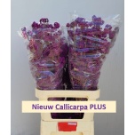 Callicarpa Iluviljak Bod Profu 100cm