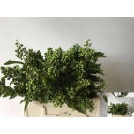 Ligustrum Liguster Winter Jewel 40cm