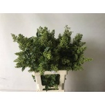 Ligustrum Liguster Winter Jewel 80cm