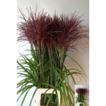 Miscanthus Siidpööris Malepartus 100cm (tk)