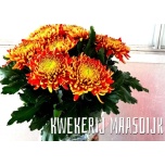 Chrysanthemum Krüsanteem BL Tom Pearce*10