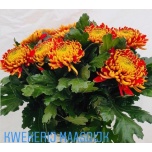 Chrysanthemum Krüsanteem BL Tom Pearce*10