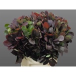 Cotinus Parukapuu Royal Purple 40cm (tk)*10