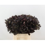 Cotinus Parukapuu Royal Purple 50cm tk*10