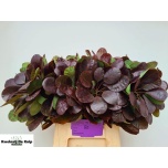 Cotinus Parukapuu Royal Purple 50cm tk*10