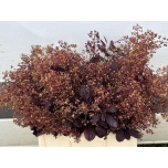 Cotinus Parukapuu Royal Purple 55cm tk