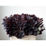Cotinus Parukapuu Royal Purple 60cm (tk)*10
