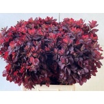 Cotinus Parukapuu Royal Purple 60cm (tk)*10