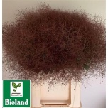 Cotinus Parukapuu Royal Purple 70cm (tk)