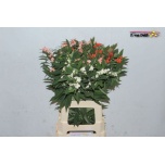 Euphorbia fu mix 60cm