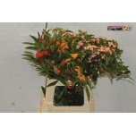 Euphorbia fu mix 60cm