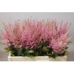 Astilbe Erika 55cm
