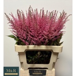 Astilbe Erika 65cm