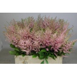 Astilbe Erika 65cm