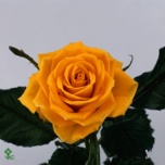 Roos 40cm Gold Strike Uganda