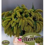 Setaria Italica 75cm