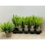 Nephrolepis Nefroleep Green Lady 12cm