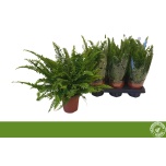 Nephrolepis Nefroleep Green Lady 12cm