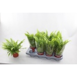 Nephrolepis Nefroleep Green Lady 12cm