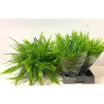 Nephrolepis Green Lady 23cm